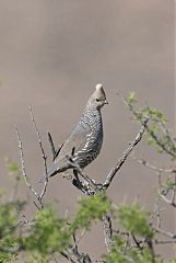 Scaled Quail
